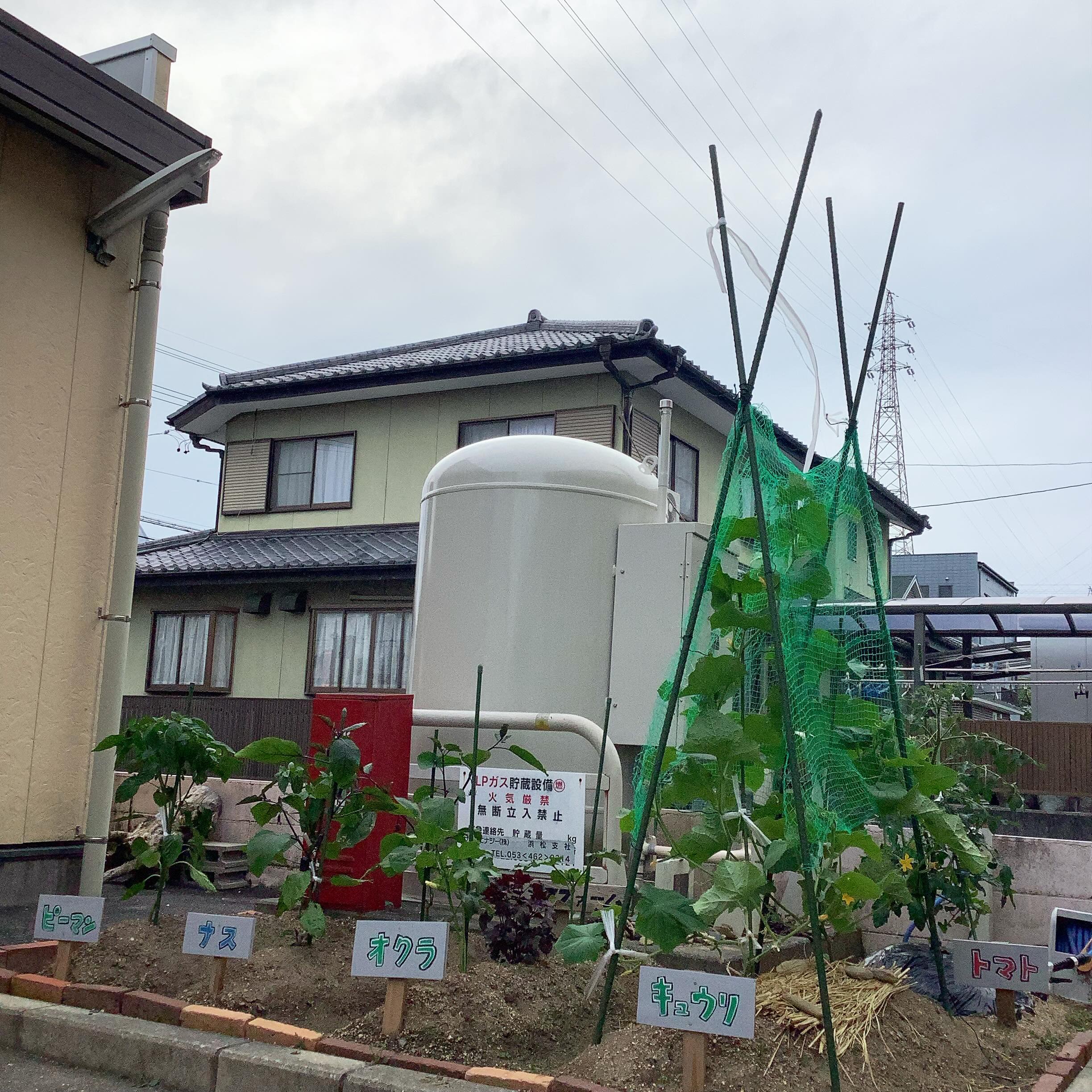 6月17日月曜日

夏野菜を植えてから1か月が経ちました。
収穫が楽しみです。